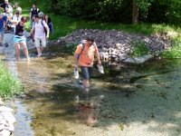 P1140512  ein seltener "Ich-geh-voran-Frosch" machte es den Folgefröschen leicht