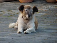 P1140586  Eine andere Spezieß