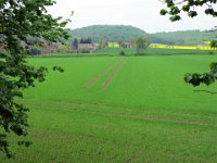 IMG 3691  Ja die plötzlich endenten Spuren im Klee oder was auch immer hier wächst